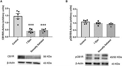 Endocannabinoids Released in the Ventral Tegmental Area During Copulation to Satiety Modulate Changes in Glutamate Receptors Associated With Synaptic Plasticity Processes